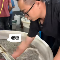 正宗本地泥螺大丰收，批发零售全国发货！