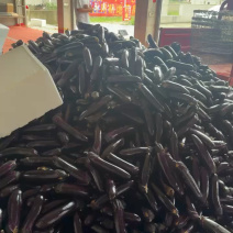 ｛特卖｝贵州茄子🍆精品烧烤茄产地直发保质保量全国供货