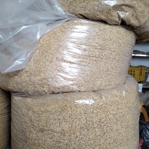 广西精品新鲜干桂花桂花干农副干货大量现货