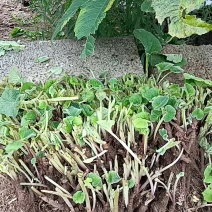 想卖云木香苗