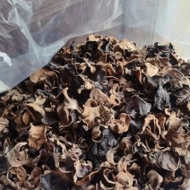 江西赣州特产原木毛木耳产地直发量大价优欢迎随时看货
