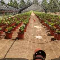 实批发【菊花盆景】展会菊花造型，对接单位活动政府采购招标