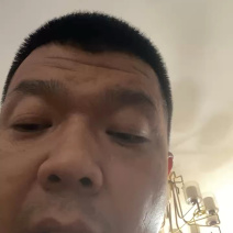 满天星狮子头