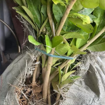 广东佛手柑苗，苗厂直发，量大价优，欢迎来基地考察订购
