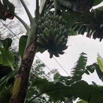 香蕉统货
