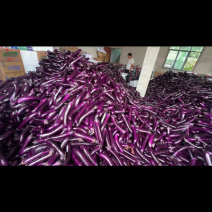 紫长茄烤茄产地直发，货源充足，供应电商，市场工厂