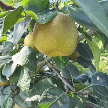 湖北脆冠梨蔬脆个头大口感甜电商货超市货市场货全国发货
