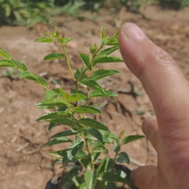 酸枣苗，双仁酸枣种植技巧和技术晋酸3号，裸跟苗