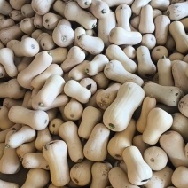 奶油南瓜，汉中阿根廷奶油南瓜陕西南瓜，一手货源，欢迎联系