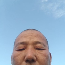 邯郸精品大叶波菜保质保量大量有货，欢迎订购