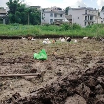 散养跑山兔依托深山自然环境全程一条龙服务可视频看货对接