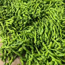 【推荐】山东费县螺丝椒，产地直发对接电商市场商超