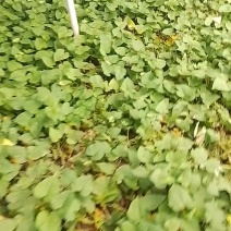 【品质保障】河南红薯尖番薯叶量大优惠对接批发电商商超