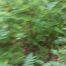 营养杯体紫穗槐苗/基地直发/对接全国采购商