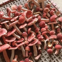红菇