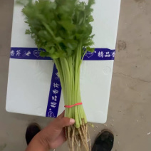 宁夏香芹基地一手货源全国发货供应电商市场商超