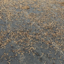 云南茄子干基地直发保质保量一条龙服务量大从优售后无忧