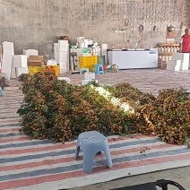 广东省茂名龙眼储良龙眼，新鲜现摘龙眼，支持一件代发