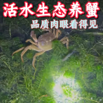 精品黄河口大闸蟹