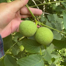 青皮核桃大量发货产地直发价格优惠
