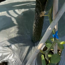 贵州黄瓜蜜刺黄瓜青瓜，按要求采摘，按标准打包