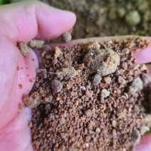 厂家直销动物蛋白牛脑羊脑蛋白53个，脂肪15个赖氨酸高！