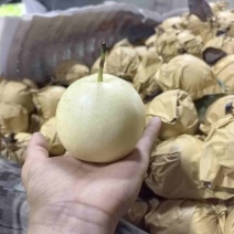 皇冠梨