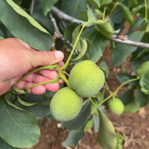 青皮核桃大量发货产地直发价格优惠