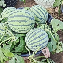 【推荐】江苏产区，有籽无籽麒麟瓜，美都西瓜，脆甜爽口