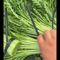 茼蒿产地直发【诚信经营】保质保量
