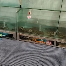 盘锦《六月黄大闸蟹》辽宁基地直发欢迎下单可供应电商团购