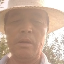白水早熟富士（红田，玉华，红将军）正在热销中