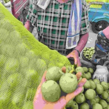 绿皮香菱核桃