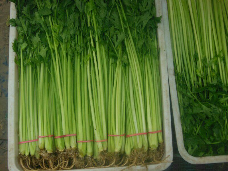 香芹与旱芹对比图