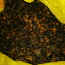 油菜籽1