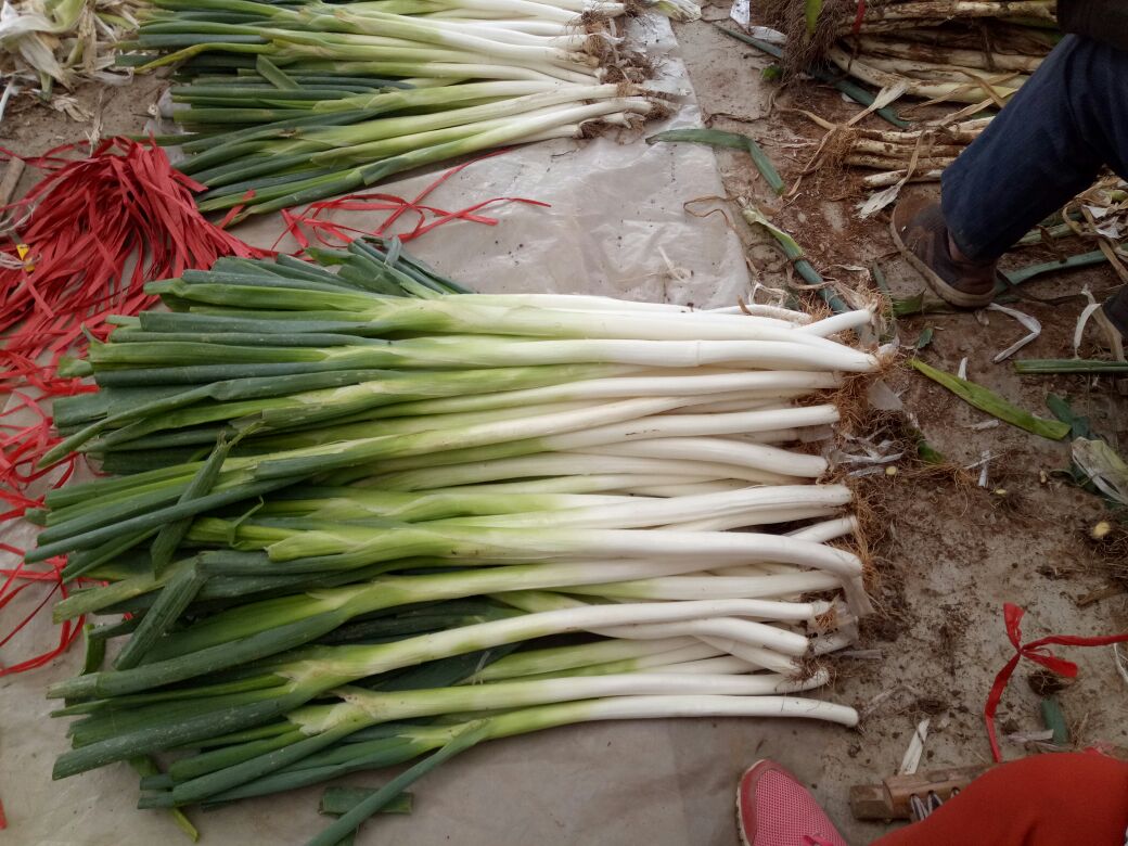 章丘大葱新鲜采摘,色泽翠绿、葱白饱满 章丘大葱新鲜采摘图