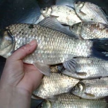 黄金鲫食用