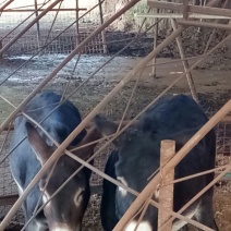 肉驴200~400斤