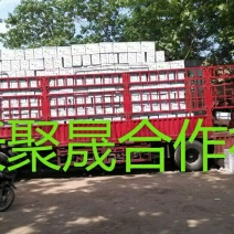 皇冠梨