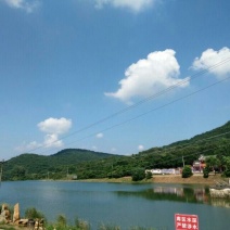 藤茶一级