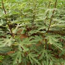 无花果树80~100cm
