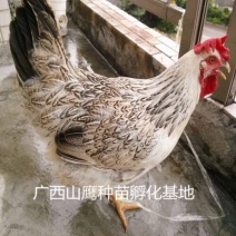 鸡苗