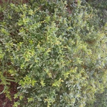 小丑火棘1.5~2m