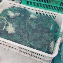 商品牛蛙商品牛蛙