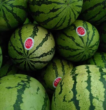 金花3号西瓜 10斤打底 8成熟 1茬