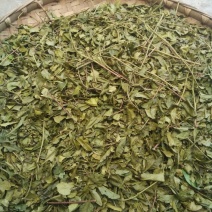 川茶末茶