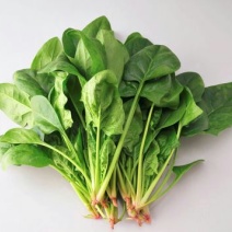 越冬菠菜20~25厘米