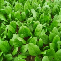 越冬菠菜15~20厘米