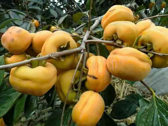 枝头挂满金黄色的磨盘柿,阳光透过树叶洒在其表面,呈现出丰收的景象 成熟的磨盘柿