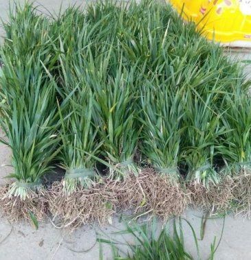 吉祥草小竹根七兰草